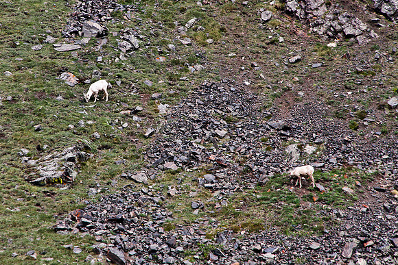 Mountain Goats