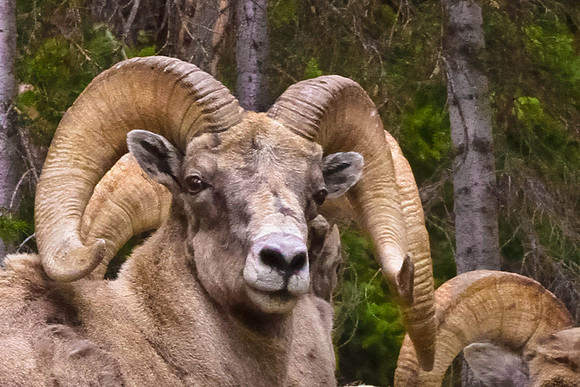 Big Horn Sheep