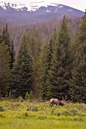 Elk
