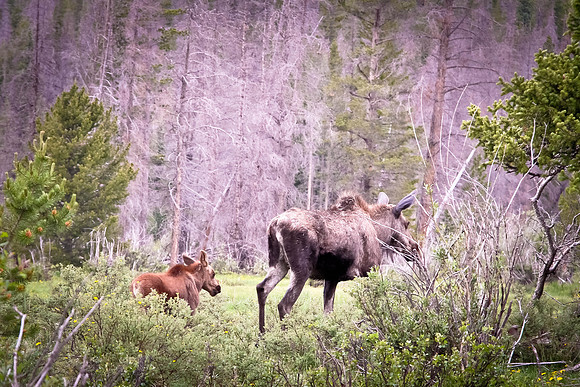 Moose