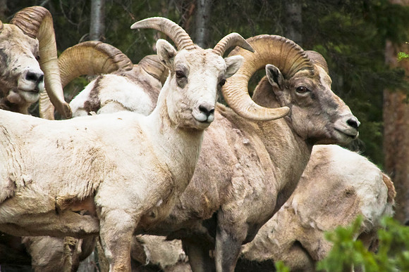 Big Horn Sheep