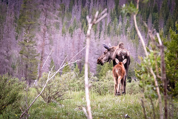 Moose
