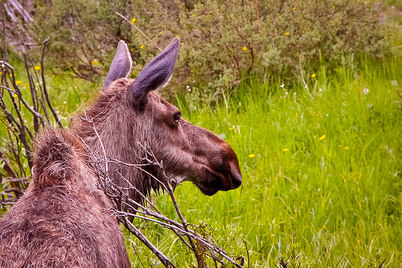 Moose