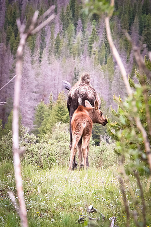 Moose