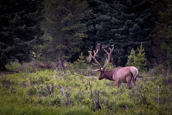 Elk