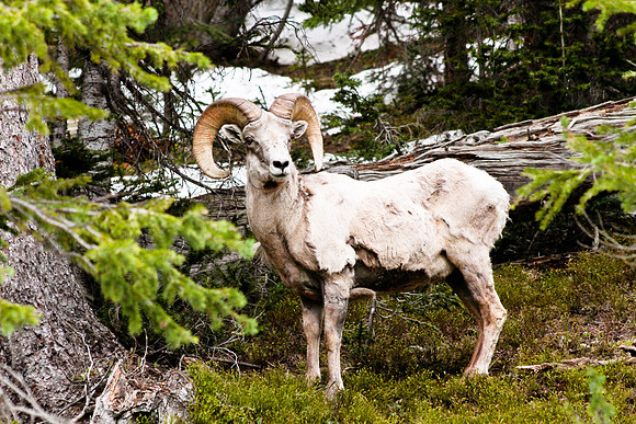 Big Horn Sheep