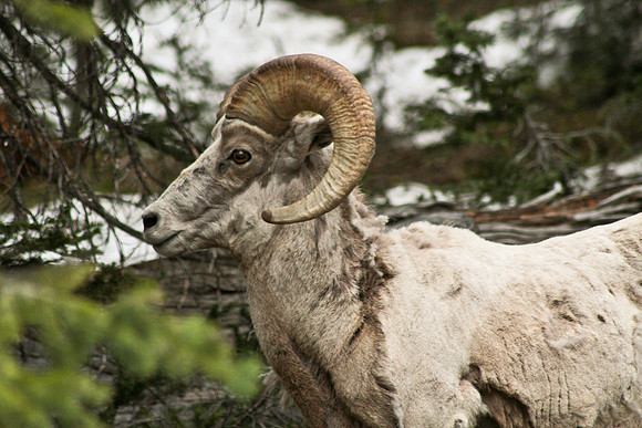 Big Horn Sheep