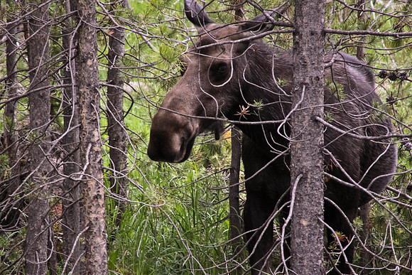 Moose