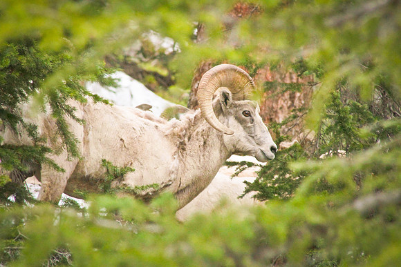 Big Horn Sheep