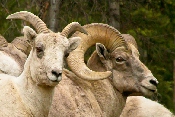 Big Horn Sheep