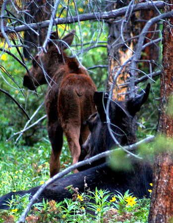 Moose