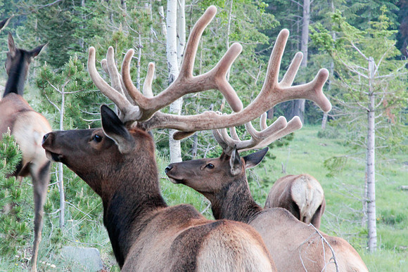 Elk