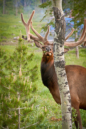 Hiding behind a tree.