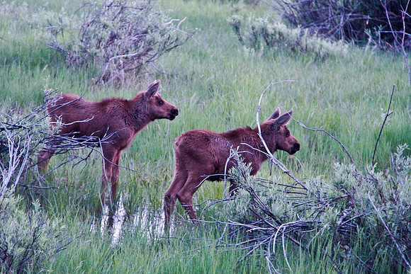 Twin Moose