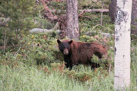 Black Bear