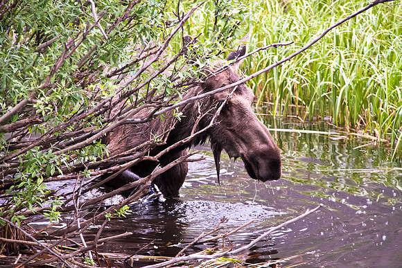 Moose in the water